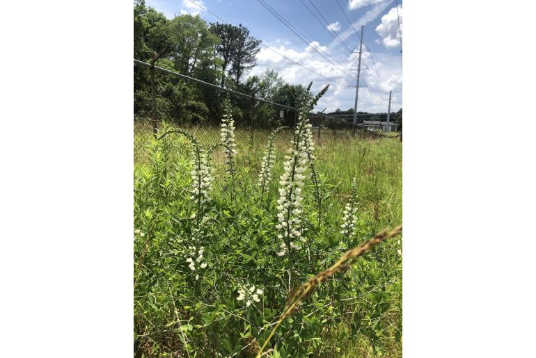 Baptisia lactea -20264