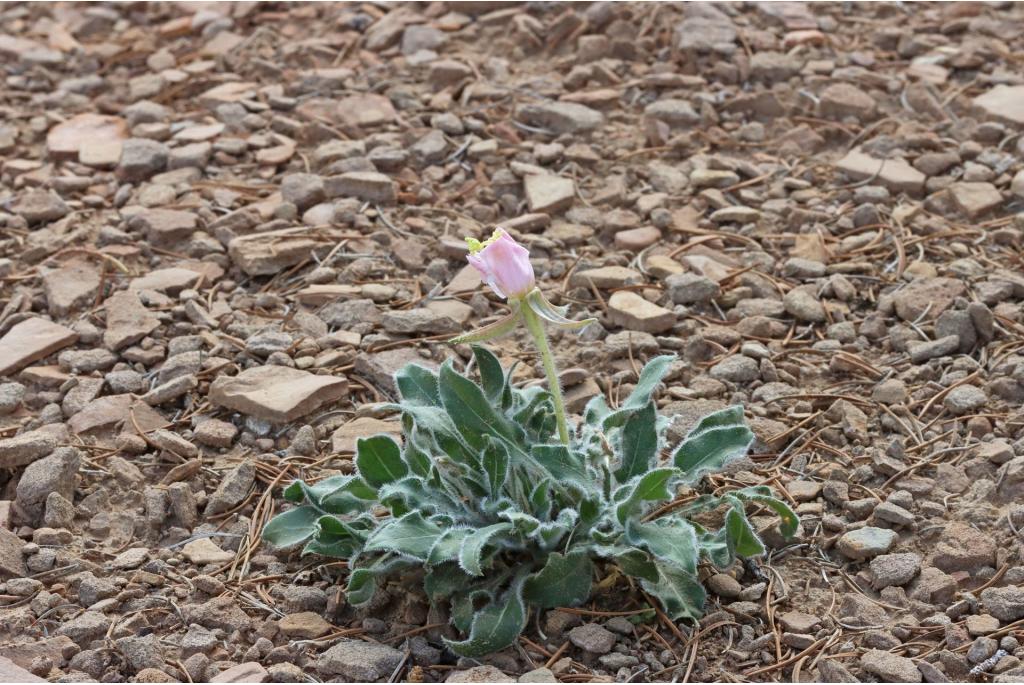 Navajo teunisbloem