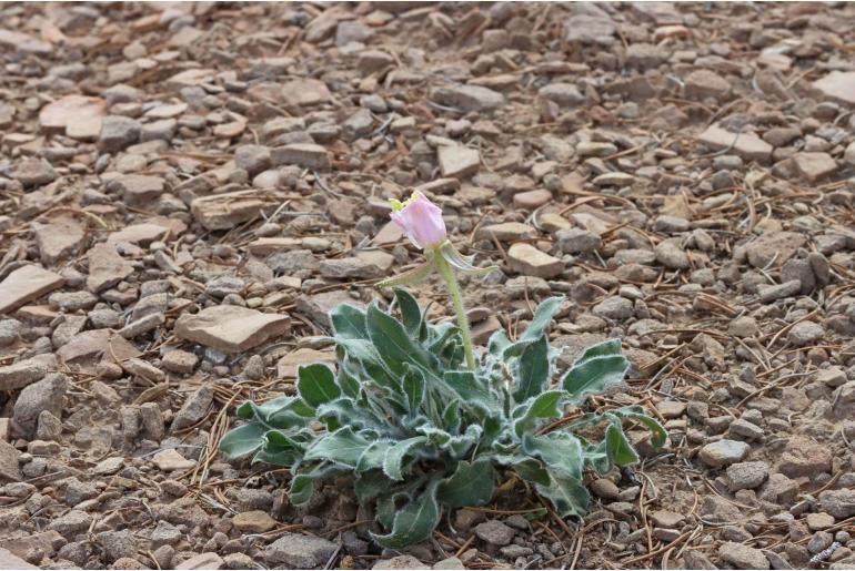 Oenothera cespitosa ssp navajoensis -20268