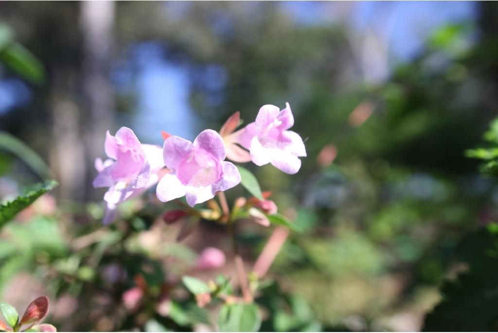 Abelia 'Edward Goucher'