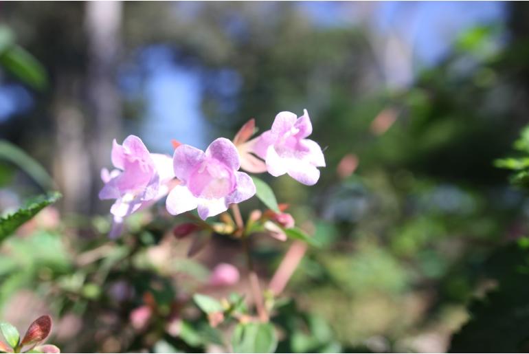 Abelia 'Edward Goucher' -22591