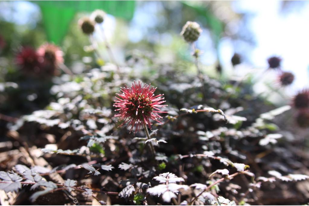 Stekelnootje met kleine blaadjes 'Kupferteppich'