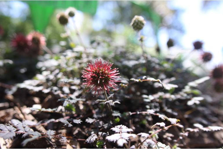 Acaena microphylla 'Kupferteppich' -22006