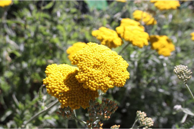 Achillea 'Coronation Gold' -22009