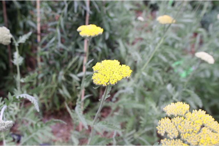 Achillea 'Terracotta' -22010