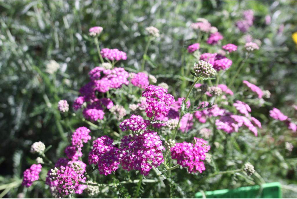 Gewone duizendblad 'Cerise Queen'