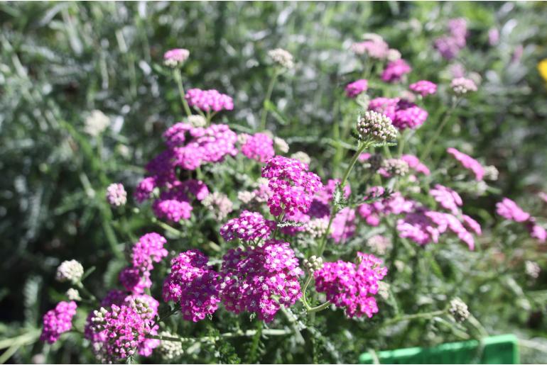 Achillea millefolium 'Cerise Queen' -22011