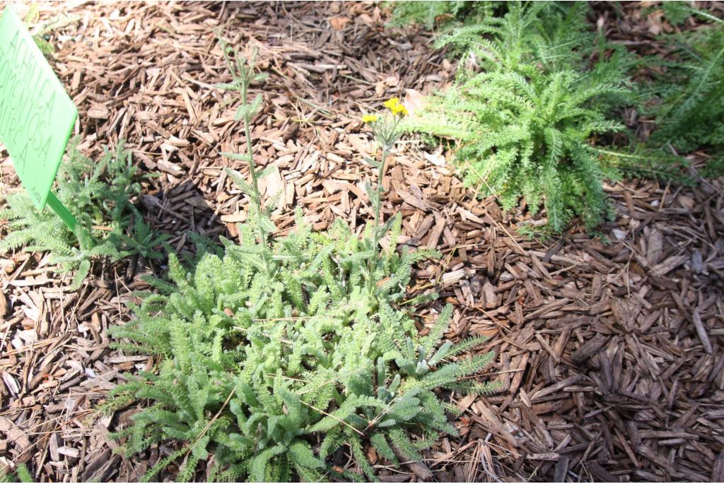 Wollig duizendblad 'Aurea'