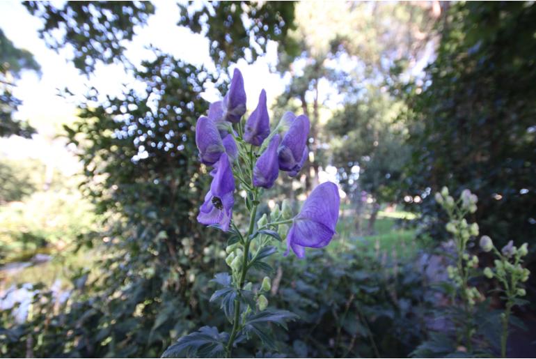 Aconitum carmichaeli 'Arendsii' -22014