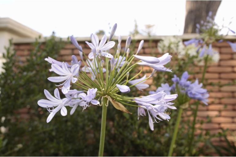 Agapanthus africanus 'Minor' -22017