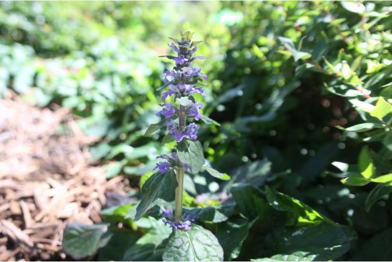 Ajuga reptans 'Atropurpurea' -22019