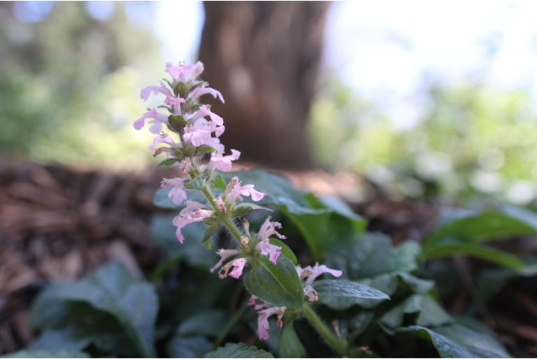 Ajuga reptans 'Catlin's Giant' -22020