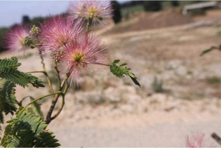 Albizia julibrissin 'Ombrella' -22022