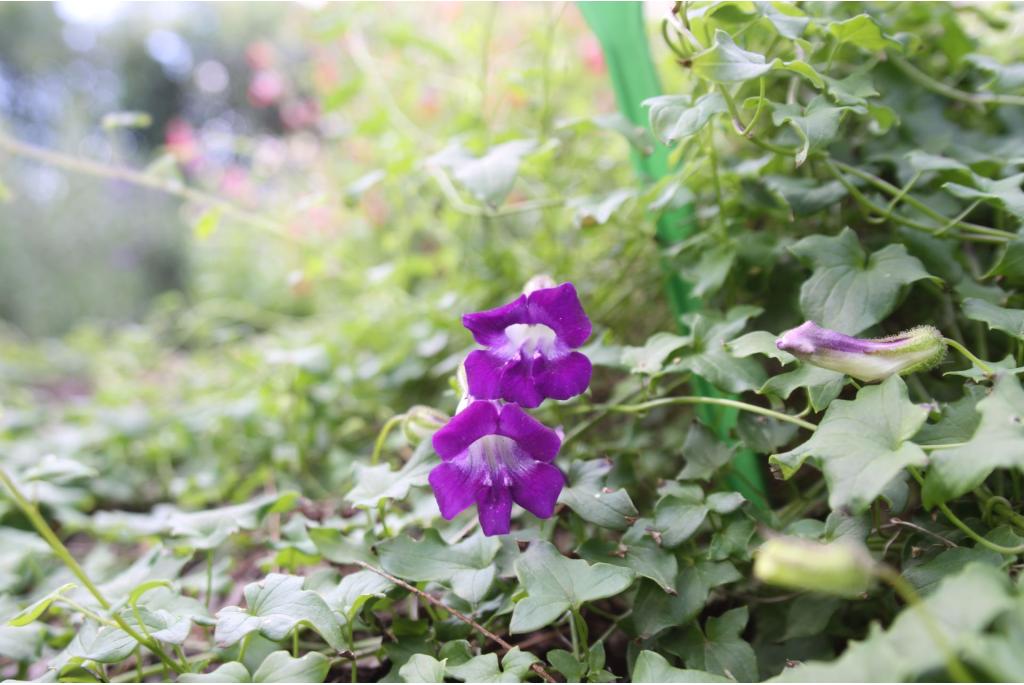 Klimmende leeuwenbek 'Violet'