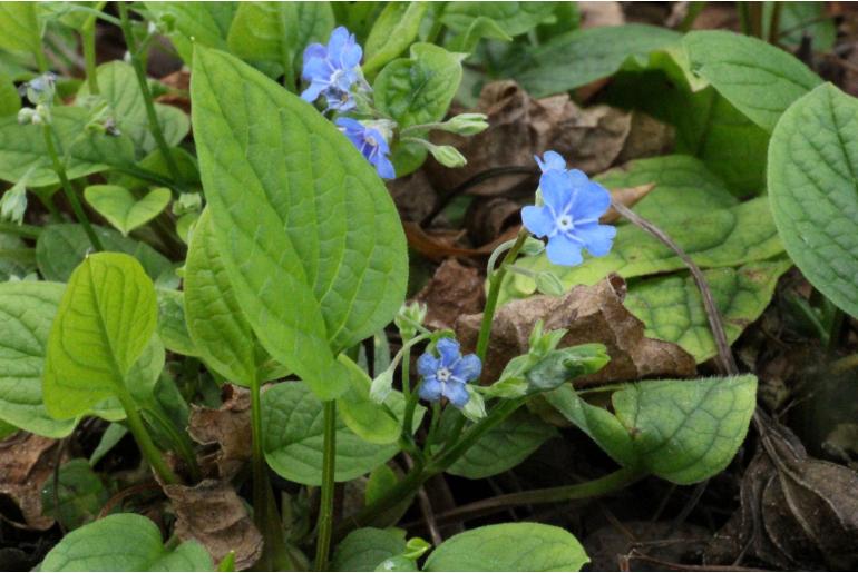 Omphalodes verna -22294