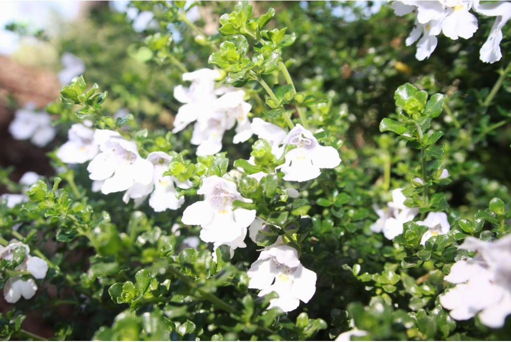 Rondbladige muntstruik 'Rosea'