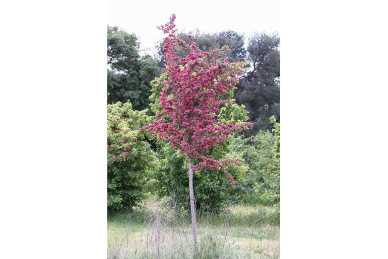 Crataegus laevigata 'Paul's Scarlet' -6