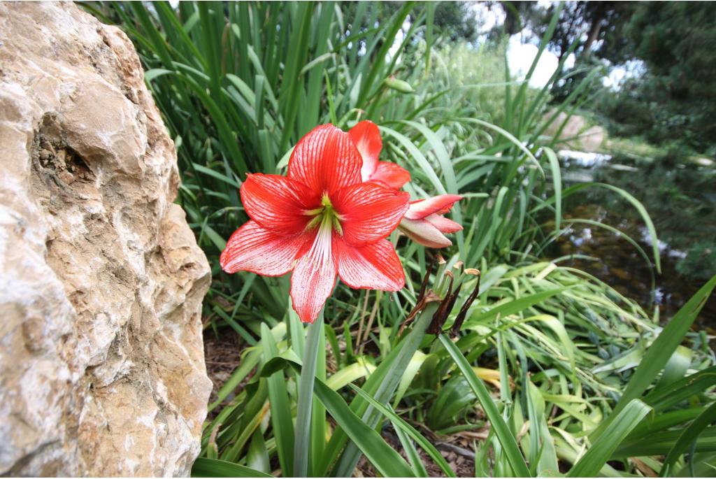 Amaryllis