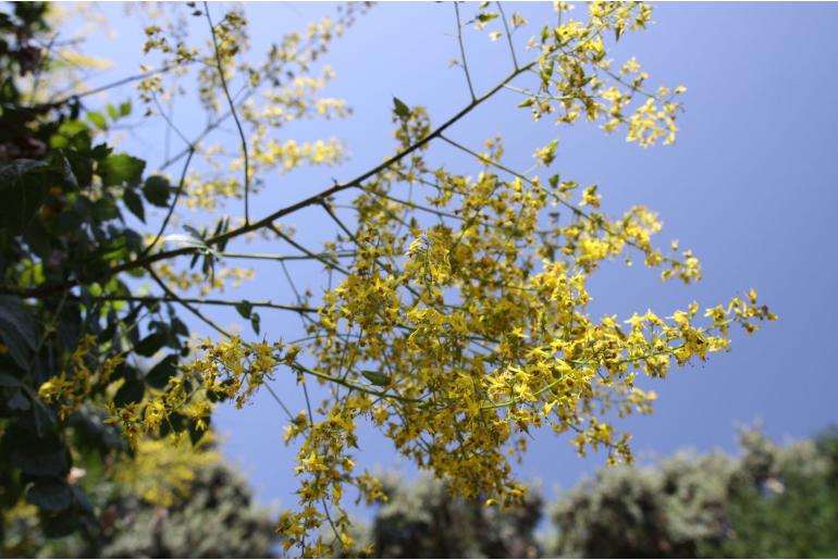 Koelreuteria paniculata -12