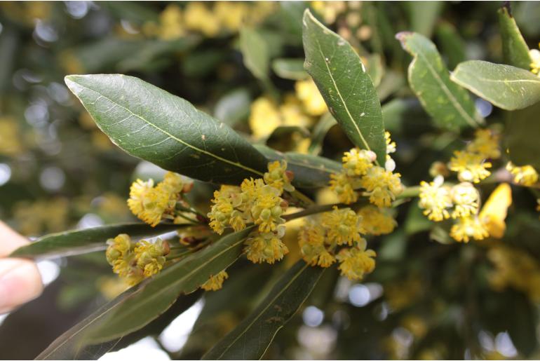 Laurus nobilis -13