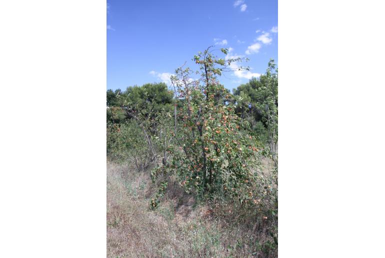 Malus 'Montreal Beauty' -30