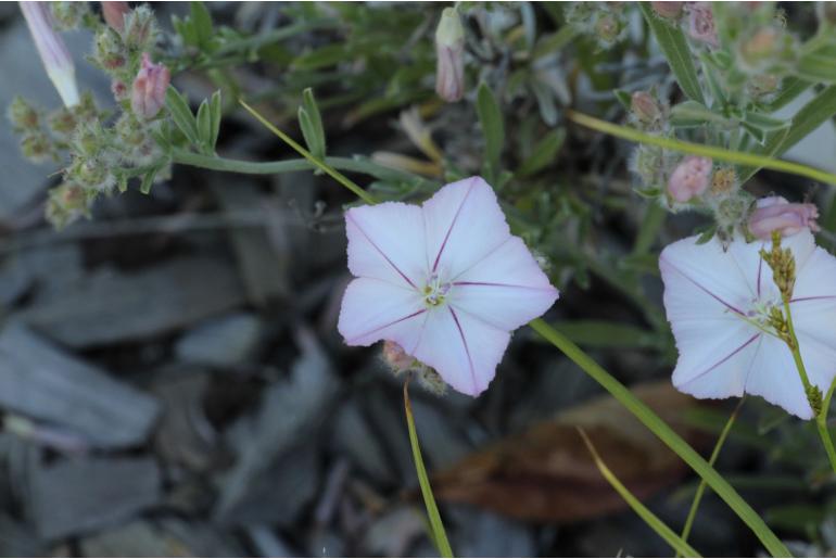 Convolvulus oleifolius -31