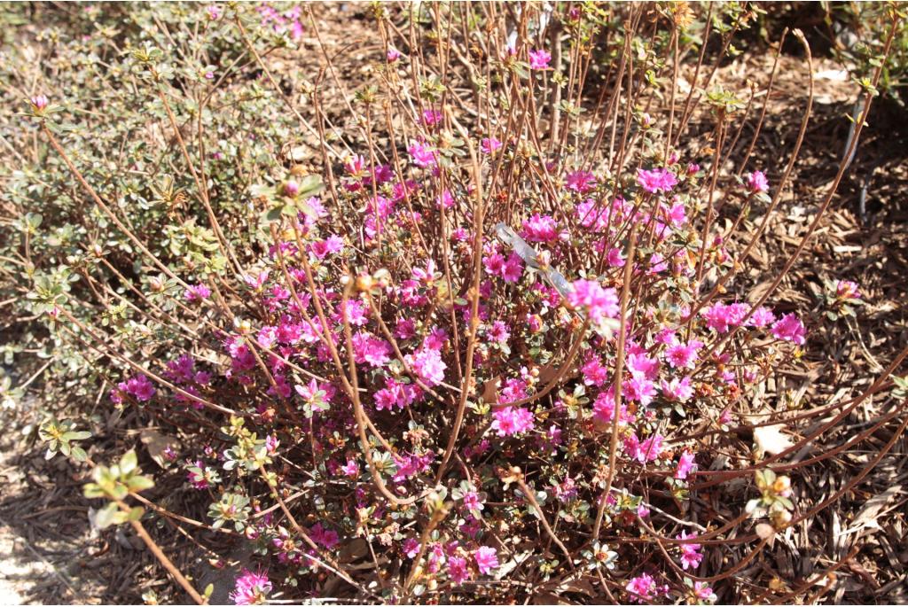 Japanse azalea 'Amoena'