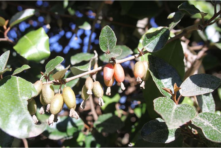 Elaeagnus x submacrophylla -94