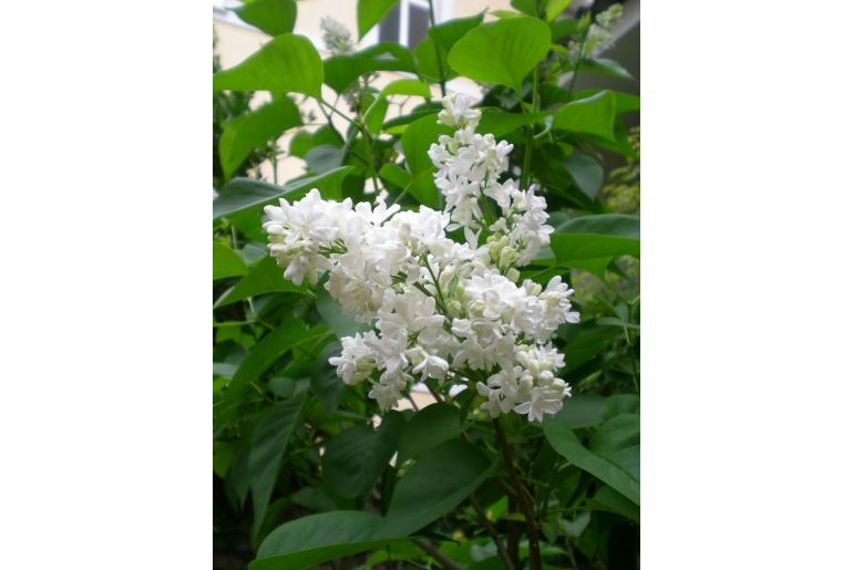 Syringa vulgaris 'Madame Lemoine' -97