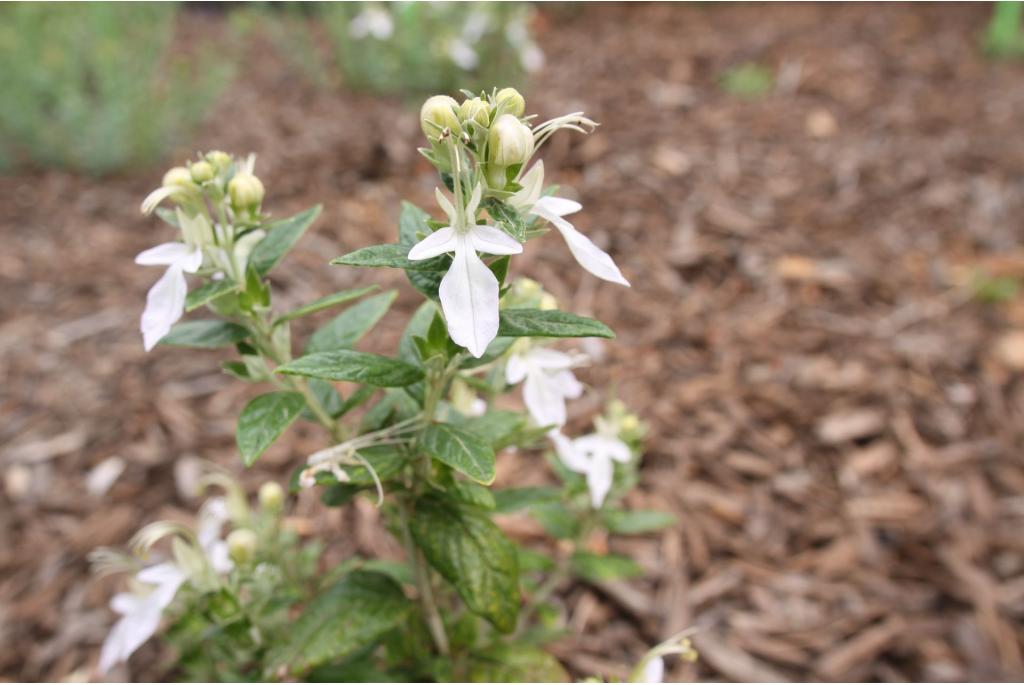 Germander struik 'Gibraltar'