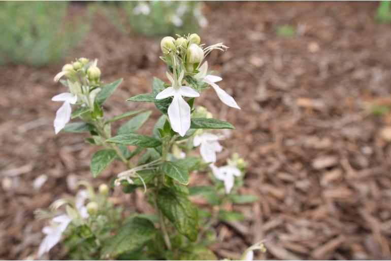 Teucrium fruticans 'Gibraltar' -103