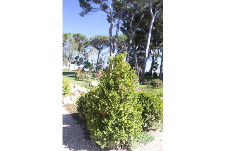 Buxus sempervirens -105