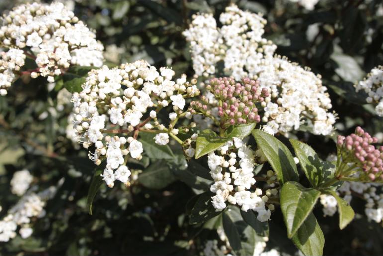 Viburnum tinus -108