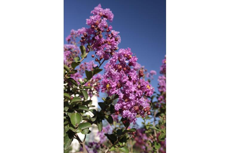 Lagerstroemia indica 'Jacqueline Desmartis' -116