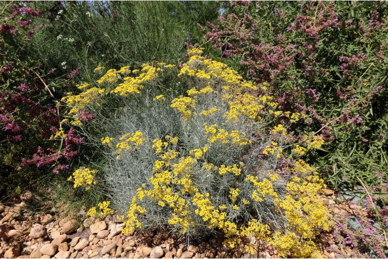 Helichrysum italicum -126