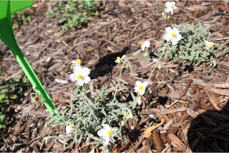 Helianthemum apenninum -150