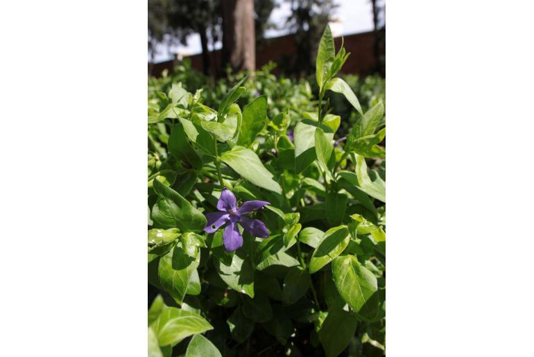 Vinca difformis -155