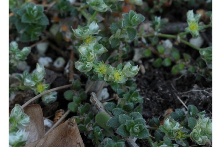 Paronychia kapela ssp serpyllifolia -182