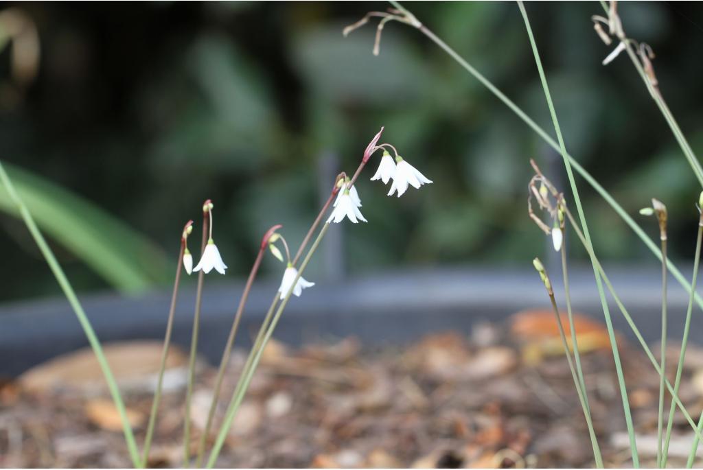 Herfstklokje 'September Snow'