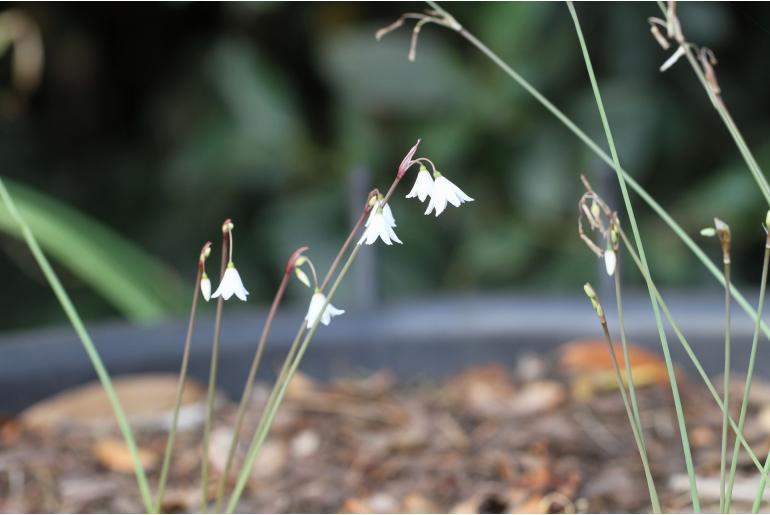 Acis autumnalis 'September Snow' -184