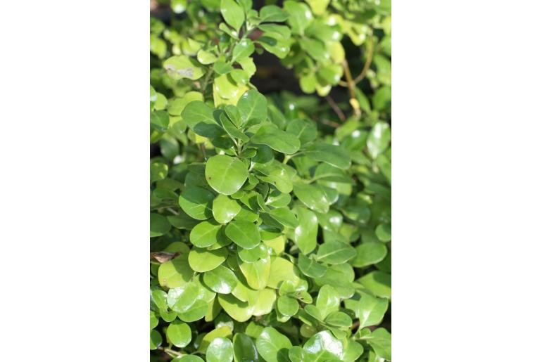 Coprosma repens -186