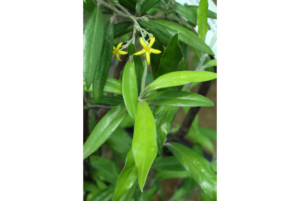 Buddleja-achtige corokia