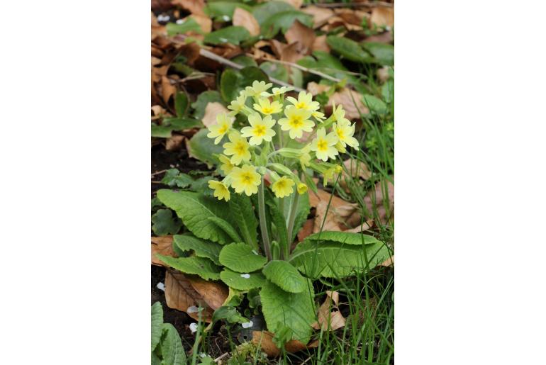 Primula elatior ssp elatior -205