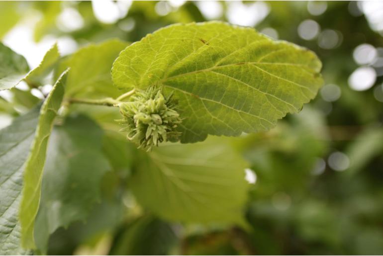 Corylus colurna -206