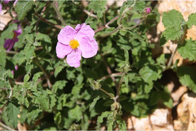 Cistus creticus ssp corsicus 'Bali' -234