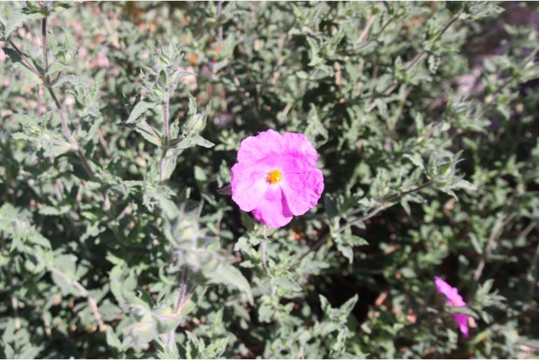 Cistus x crispatus -236