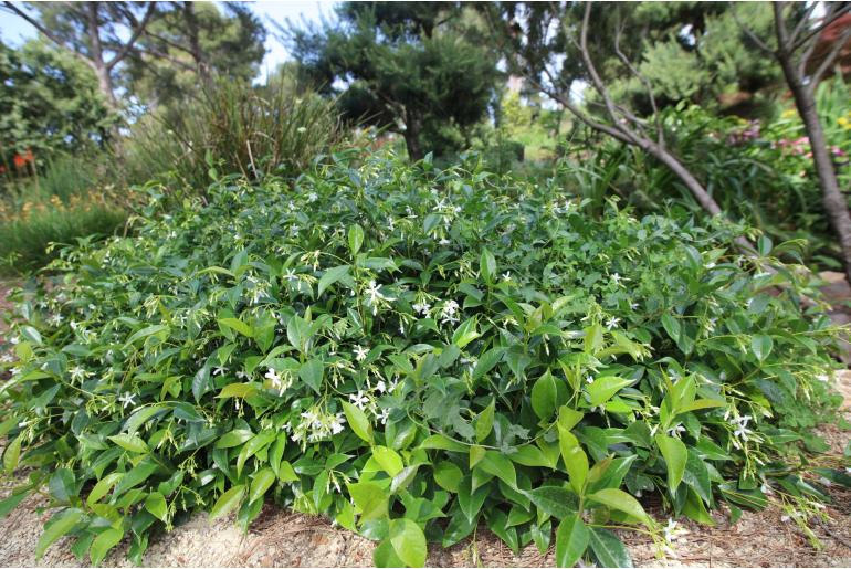 Trachelospermum jasminoides -249