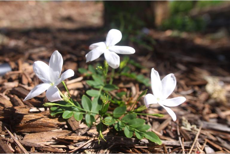 Jasminum grandiflorum -262