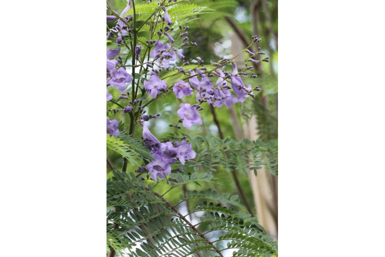 Jacaranda mimosifolia -273