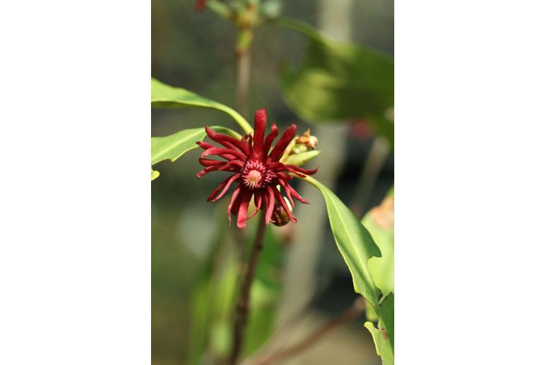 Illicium floridanum -283